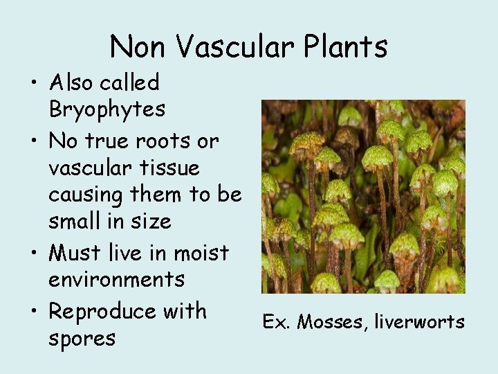 Non Vascular Plants • Also called Bryophytes • No true roots or vascular tissue