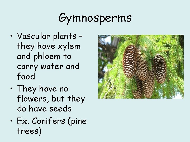 Gymnosperms • Vascular plants – they have xylem and phloem to carry water and