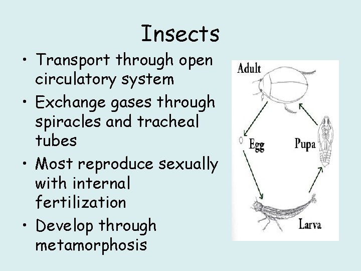 Insects • Transport through open circulatory system • Exchange gases through spiracles and tracheal