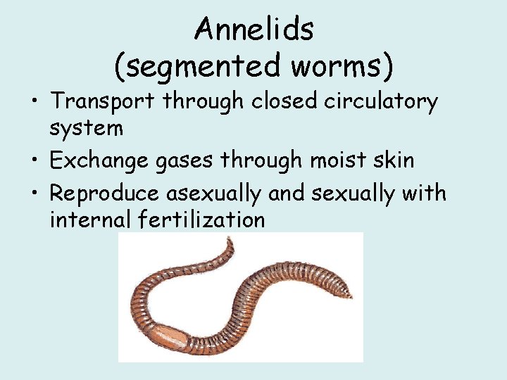 Annelids (segmented worms) • Transport through closed circulatory system • Exchange gases through moist