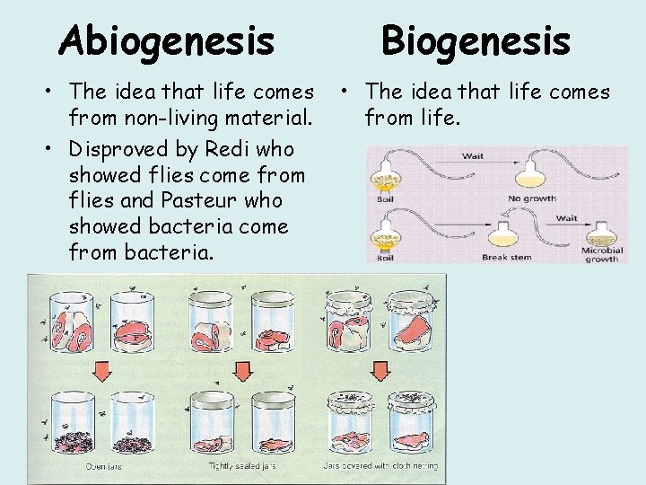 Abiogenesis • The idea that life comes from non-living material. • Disproved by Redi