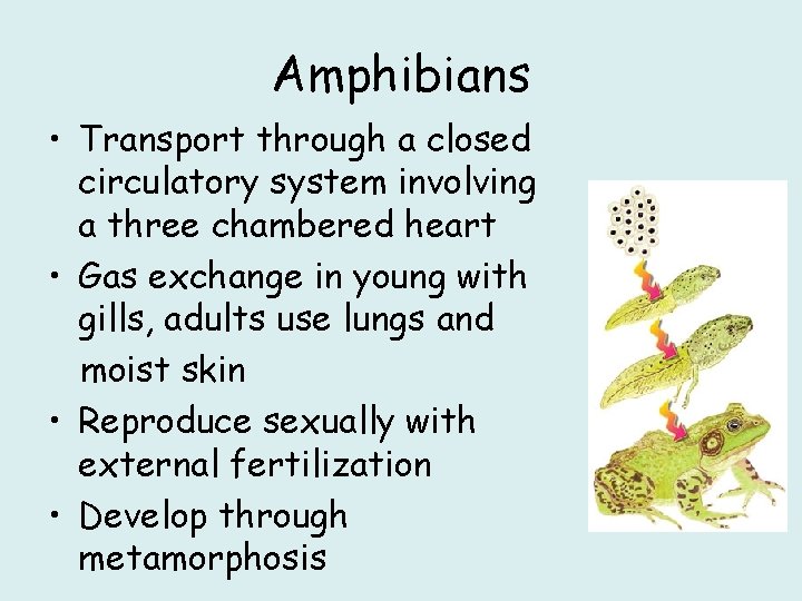 Amphibians • Transport through a closed circulatory system involving a three chambered heart •