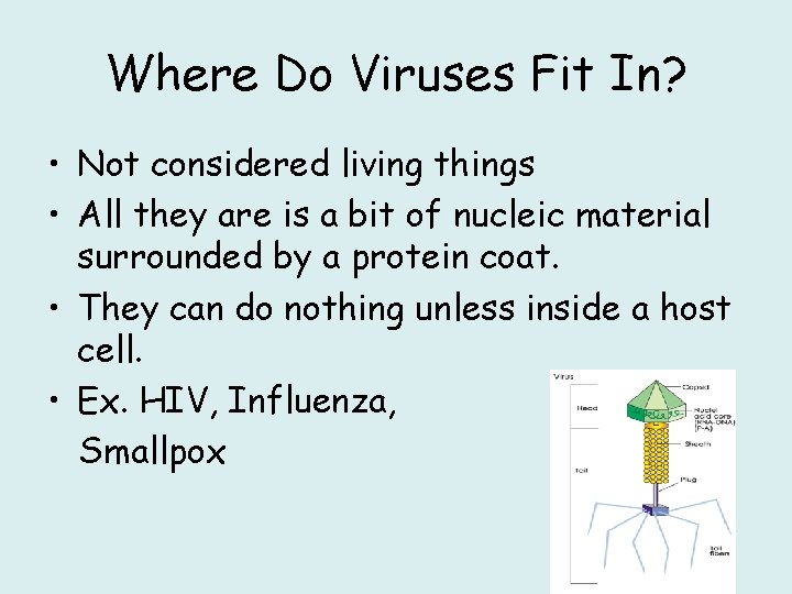 Where Do Viruses Fit In? • Not considered living things • All they are