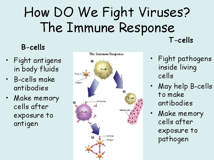 How DO We Fight Viruses? The Immune Response B-cells • Fight antigens in body
