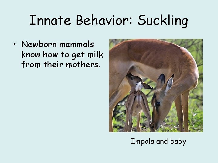 Innate Behavior: Suckling • Newborn mammals know how to get milk from their mothers.