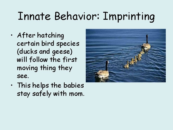 Innate Behavior: Imprinting • After hatching certain bird species (ducks and geese) will follow