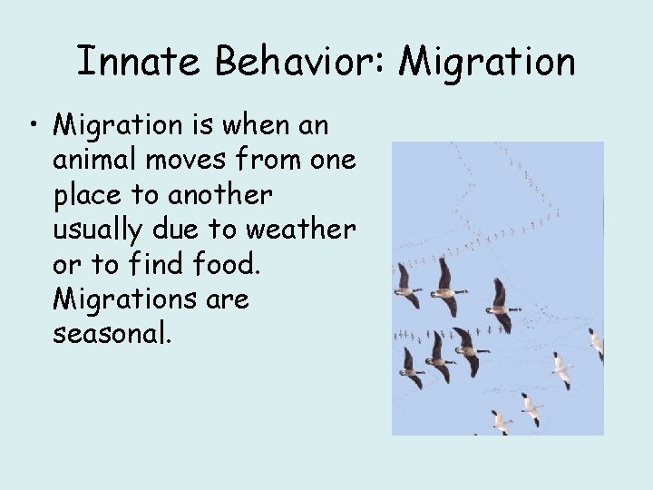 Innate Behavior: Migration • Migration is when an animal moves from one place to