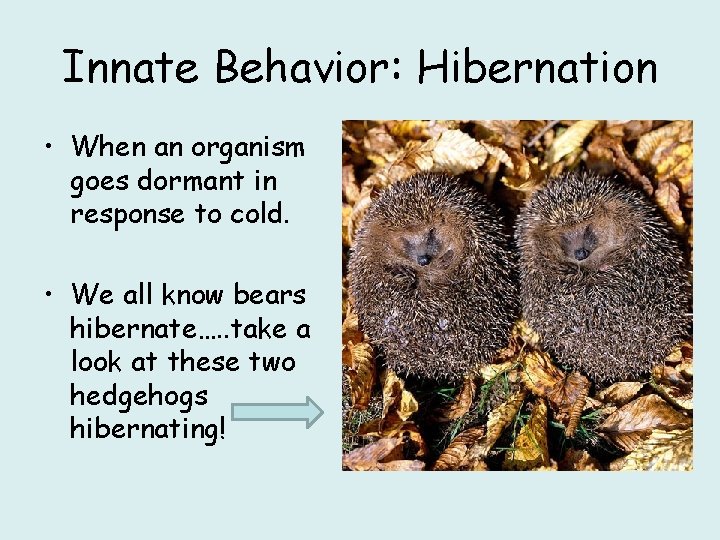 Innate Behavior: Hibernation • When an organism goes dormant in response to cold. •
