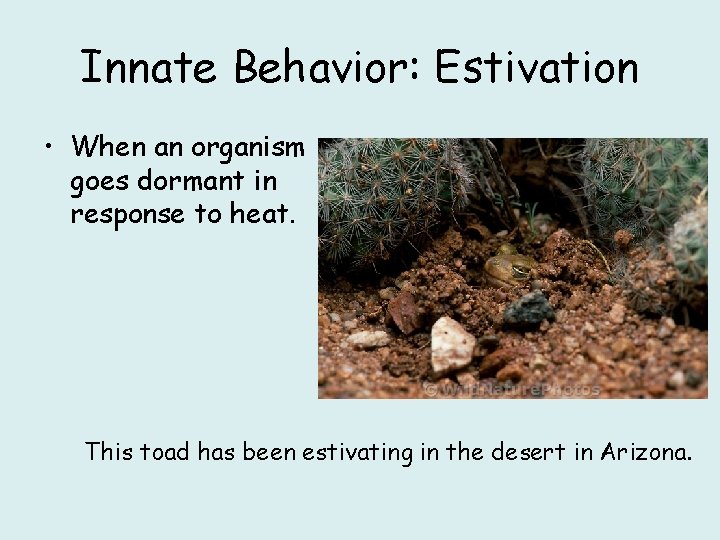 Innate Behavior: Estivation • When an organism goes dormant in response to heat. This