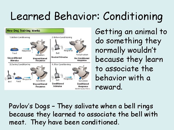 Learned Behavior: Conditioning • Getting an animal to do something they normally wouldn’t because