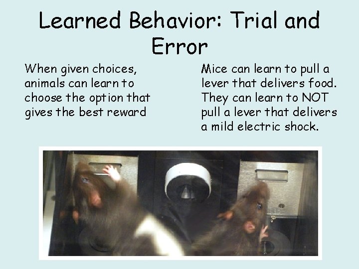 Learned Behavior: Trial and Error When given choices, animals can learn to choose the