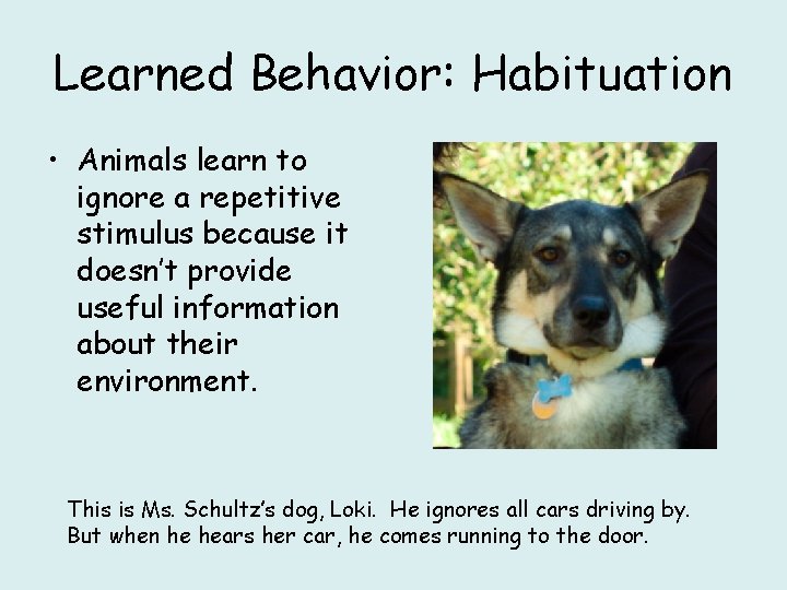 Learned Behavior: Habituation • Animals learn to ignore a repetitive stimulus because it doesn’t