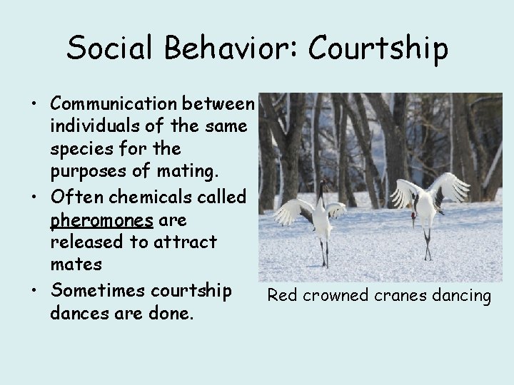 Social Behavior: Courtship • Communication between individuals of the same species for the purposes