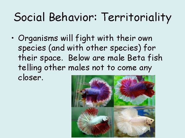 Social Behavior: Territoriality • Organisms will fight with their own species (and with other