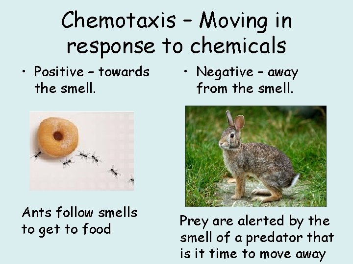 Chemotaxis – Moving in response to chemicals • Positive – towards the smell. Ants