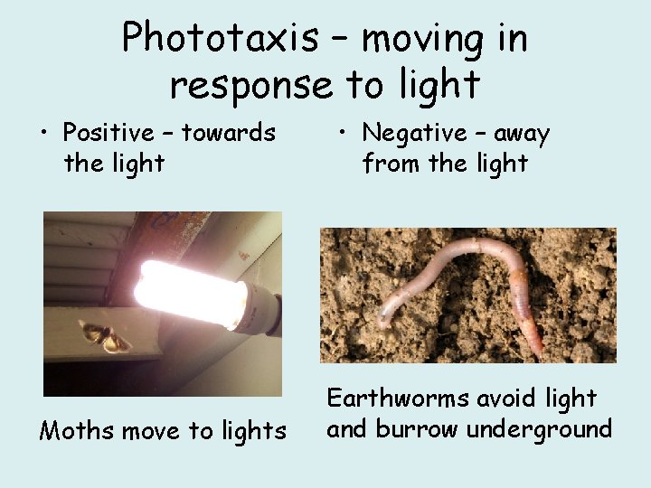 Phototaxis – moving in response to light • Positive – towards the light Moths