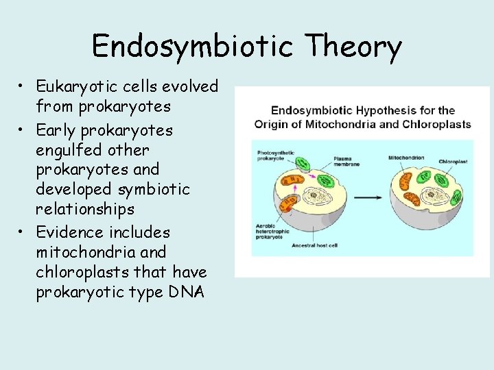 Endosymbiotic Theory • Eukaryotic cells evolved from prokaryotes • Early prokaryotes engulfed other prokaryotes