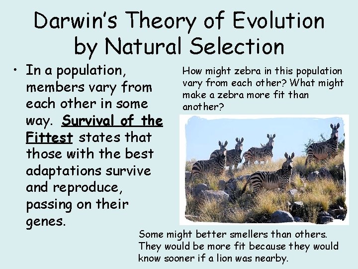 Darwin’s Theory of Evolution by Natural Selection • In a population, members vary from