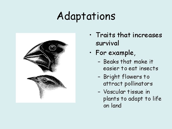 Adaptations • Traits that increases survival • For example, – Beaks that make it