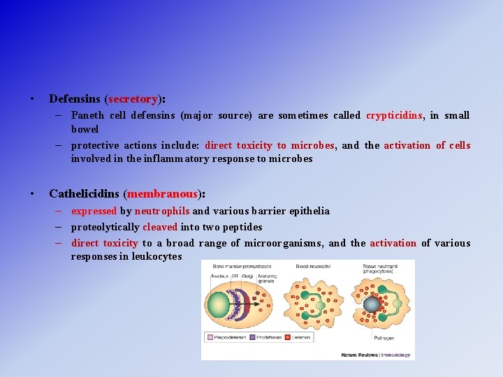  • Defensins (secretory): – Paneth cell defensins (major source) are sometimes called crypticidins,