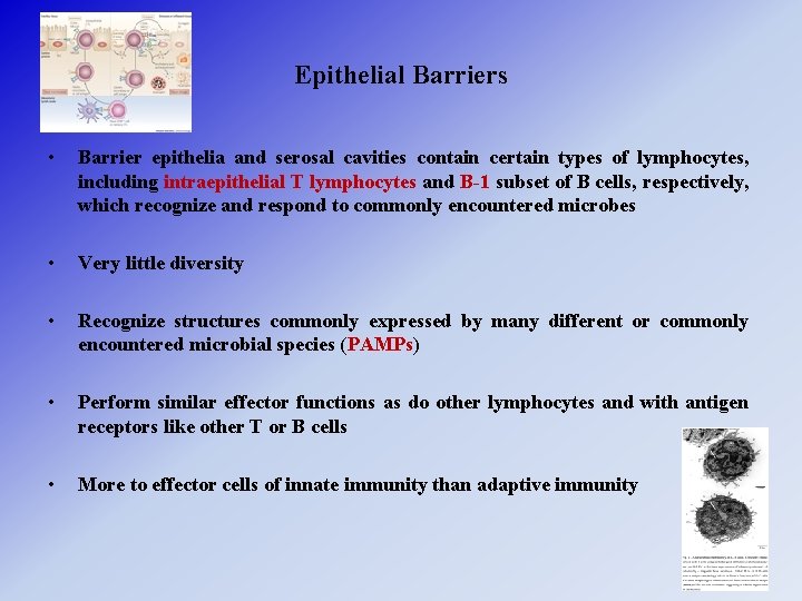 Epithelial Barriers • Barrier epithelia and serosal cavities contain certain types of lymphocytes, including