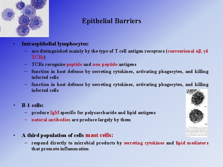 Epithelial Barriers • Intraepithelial lymphocytes: – are distinguished mainly by the type of T