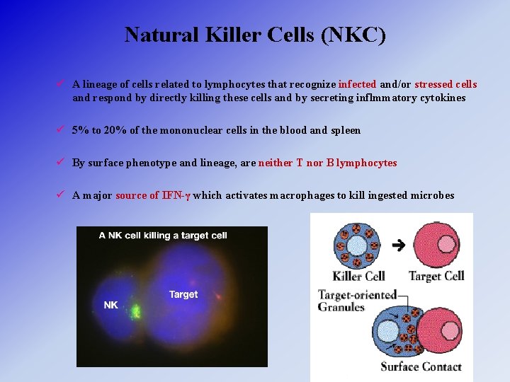 Natural Killer Cells (NKC) ü A lineage of cells related to lymphocytes that recognize