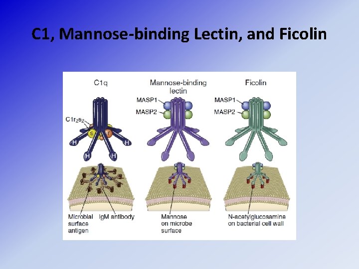 C 1, Mannose-binding Lectin, and Ficolin 