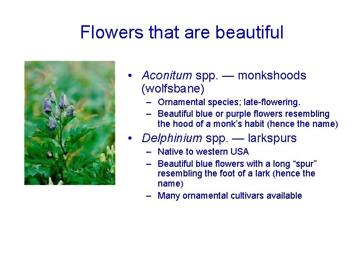 Flowers that are beautiful • Aconitum spp. — monkshoods (wolfsbane) – Ornamental species; late-flowering.