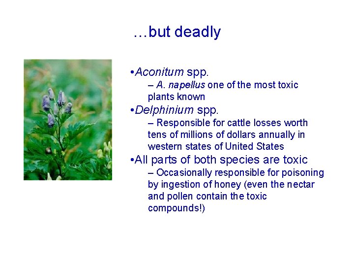 …but deadly • Aconitum spp. – A. napellus one of the most toxic plants