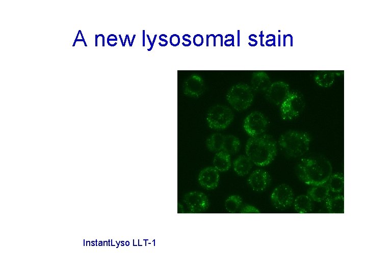 A new lysosomal stain Instant. Lyso LLT-1 