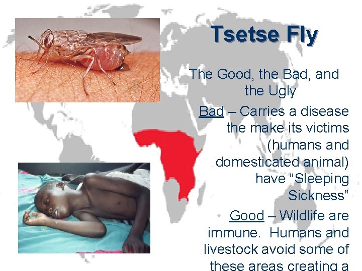 Tsetse Fly The Good, the Bad, and the Ugly • Bad – Carries a