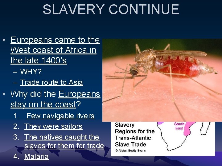 SLAVERY CONTINUE • Europeans came to the West coast of Africa in the late