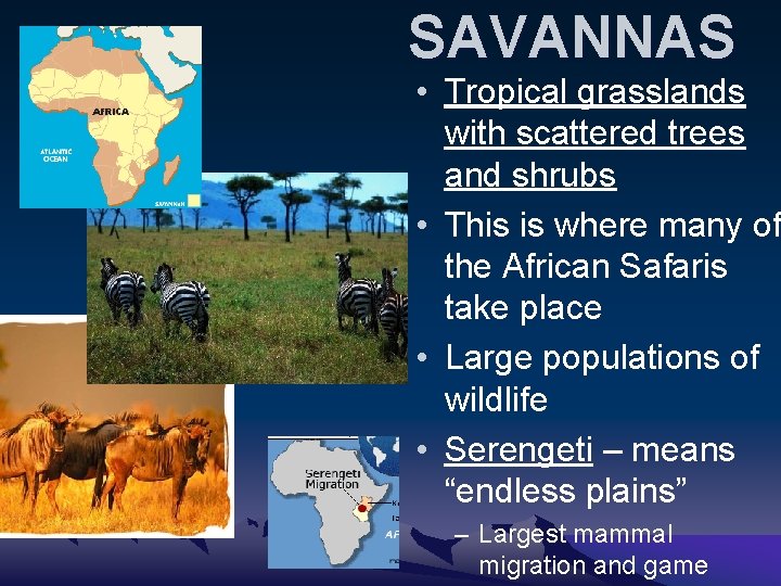 SAVANNAS • Tropical grasslands with scattered trees and shrubs • This is where many