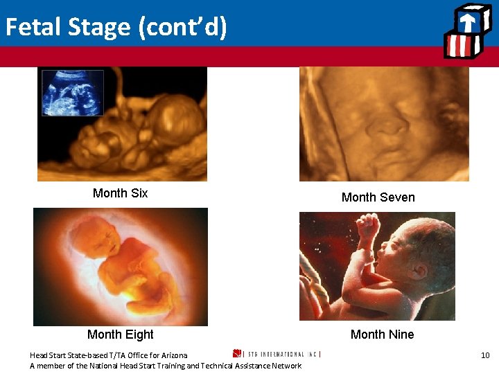 Fetal Stage (cont’d) Month Six Month Eight Head Start State-based T/TA Office for Arizona