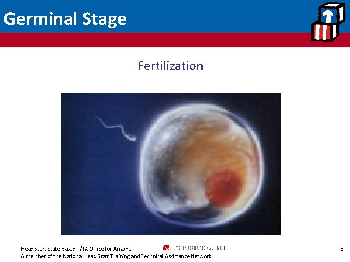 Germinal Stage Fertilization Head Start State-based T/TA Office for Arizona A member of the