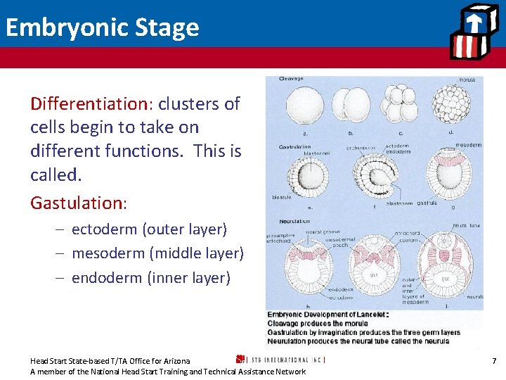 Embryonic Stage Differentiation: clusters of cells begin to take on different functions. This is