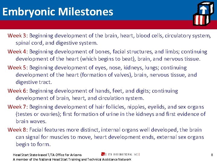 Embryonic Milestones Week 3: Beginning development of the brain, heart, blood cells, circulatory system,