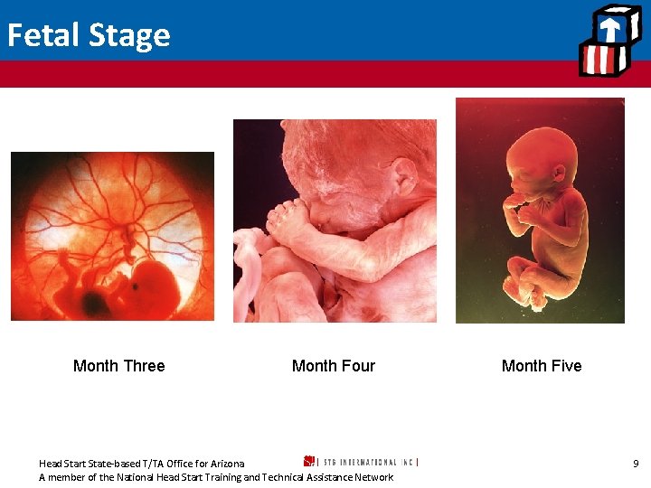 Fetal Stage Month Three Month Four Head Start State-based T/TA Office for Arizona A