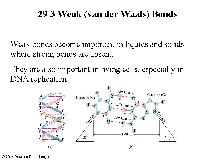 29 -3 Weak (van der Waals) Bonds Weak bonds become important in liquids and 29 -3 Weak (van der Waals) Bonds Weak bonds become important in liquids and