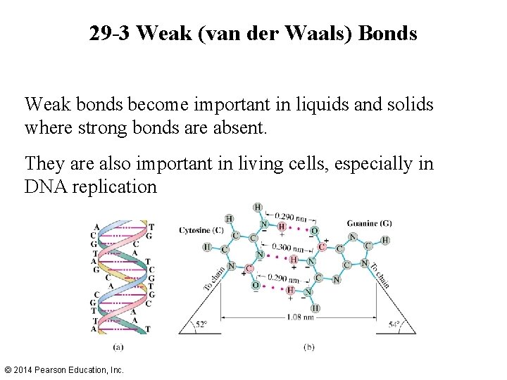 29 -3 Weak (van der Waals) Bonds Weak bonds become important in liquids and