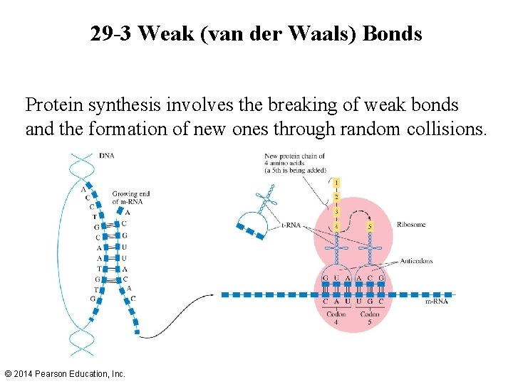 29 -3 Weak (van der Waals) Bonds Protein synthesis involves the breaking of weak 29 -3 Weak (van der Waals) Bonds Protein synthesis involves the breaking of weak