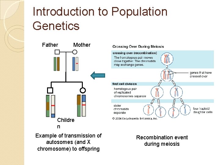 Introduction to Population Genetics Father Mother Childre n Example of transmission of autosomes (and Introduction to Population Genetics Father Mother Childre n Example of transmission of autosomes (and