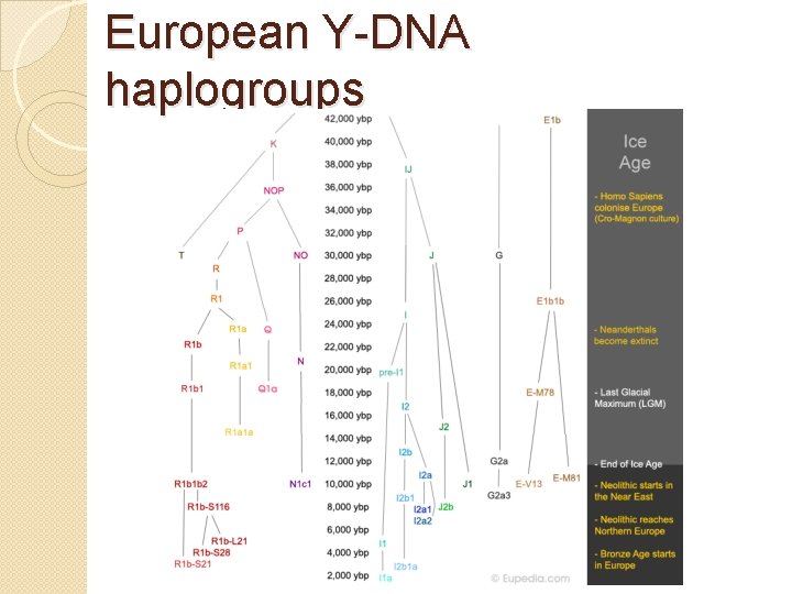 European Y-DNA haplogroups European Y-DNA haplogroups