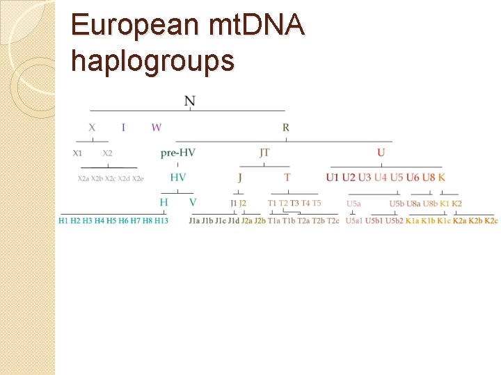 European mt. DNA haplogroups European mt. DNA haplogroups