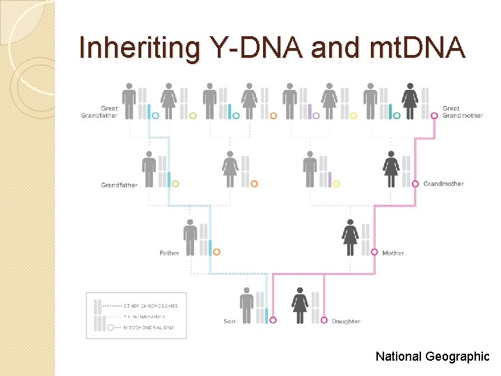 Inheriting Y-DNA and mt. DNA National Geographic Inheriting Y-DNA and mt. DNA National Geographic