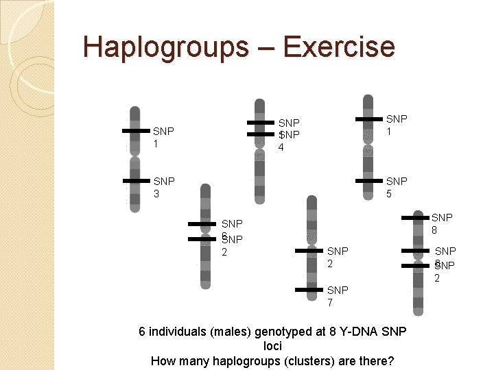 Haplogroups – Exercise SNP 1 4 SNP 1 SNP 3 SNP 5 SNP 8 Haplogroups – Exercise SNP 1 4 SNP 1 SNP 3 SNP 5 SNP 8