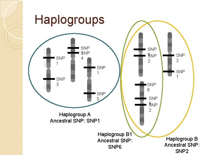 Haplogroups SNP 1 4 SNP 6 SNP 2 SNP 1 SNP 3 SNP 5 Haplogroups SNP 1 4 SNP 6 SNP 2 SNP 1 SNP 3 SNP 5
