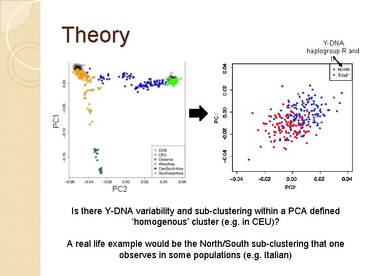 Y-DNA haplogroup R and I? PC 1 Theory PC 2 Is there Y-DNA variability Y-DNA haplogroup R and I? PC 1 Theory PC 2 Is there Y-DNA variability