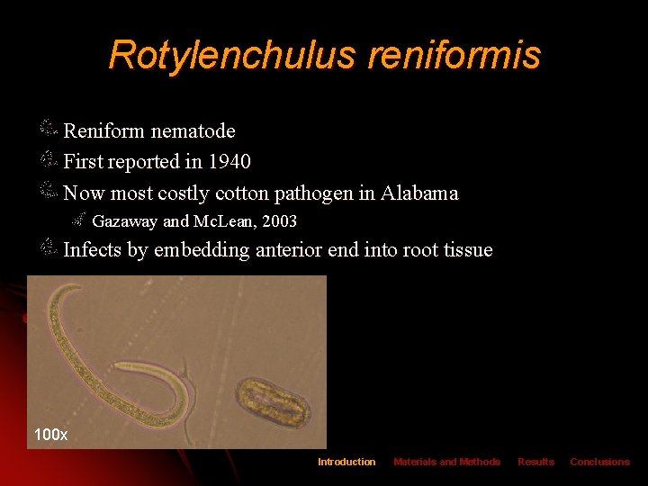 Rotylenchulus reniformis Reniform nematode First reported in 1940 Now most costly cotton pathogen in